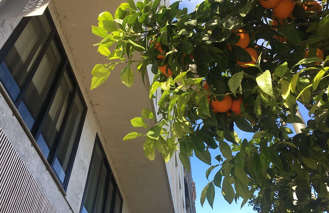 Md Modern Hotel - Jardines-1