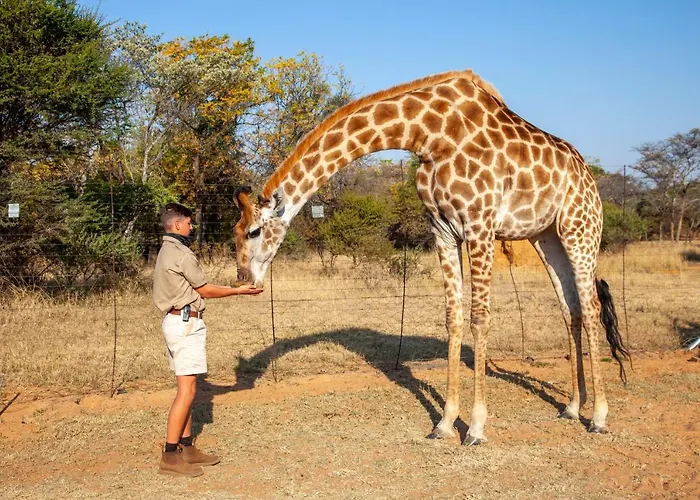 Sondela Nature Reserve & Spa Moselesele Tents