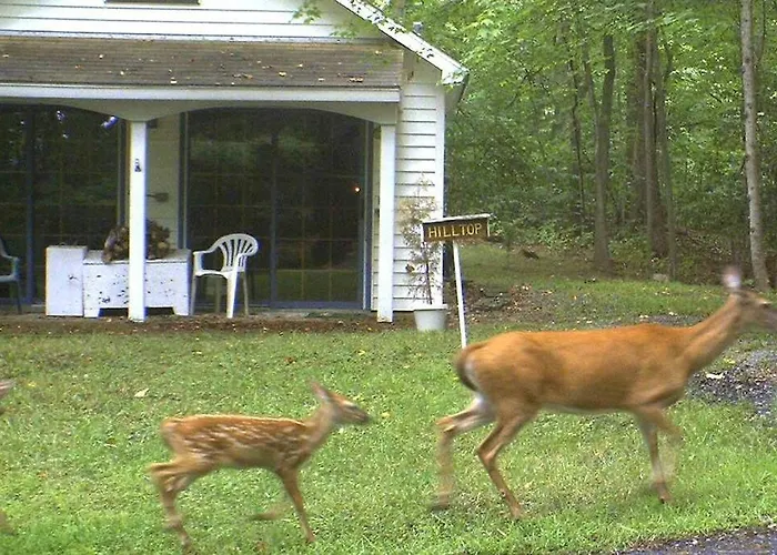 Quiet Cottage On Wooded Property