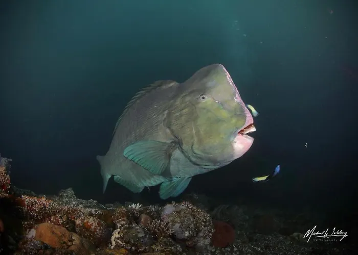 Coriana Dive Resort