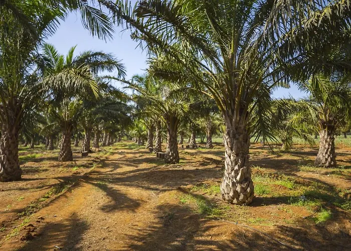 The Palmnest Resort