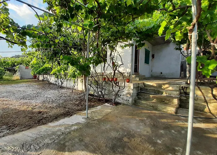 Jungle House