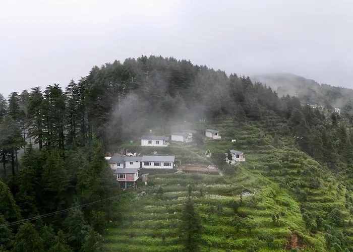 The Deodar Stays