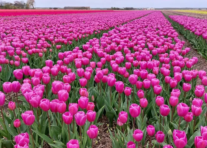 Bij Van Der Veer