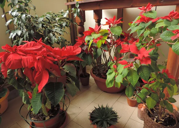 Bed And Breakfast Il Girasole